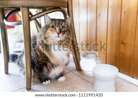 Similar – Foto Bild calico maine coon Katze mit Kätzchen versteckt unter flauschigen Fell