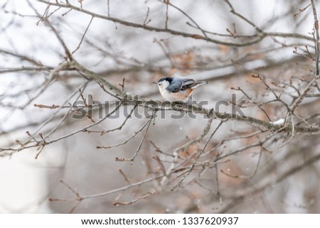 Similar – Image, Stock Photo Ruffled Nuthatch