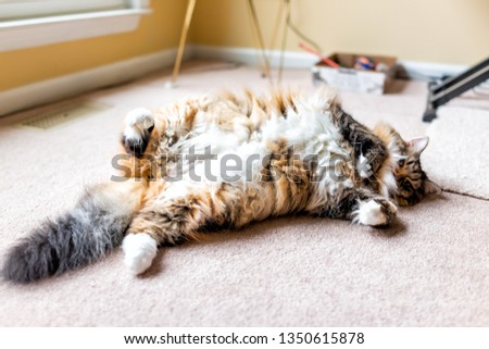 Similar – Image, Stock Photo calico white maine coon cat portrait with copy space