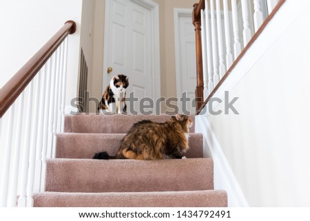 Similar – Image, Stock Photo calico white maine coon cat portrait with copy space