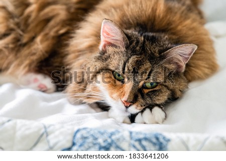 Similar – Image, Stock Photo calico white maine coon cat portrait with copy space