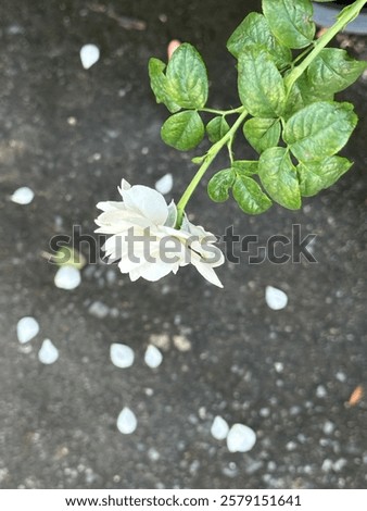 Foto Bild Weiße Rosen Durchgang Wand