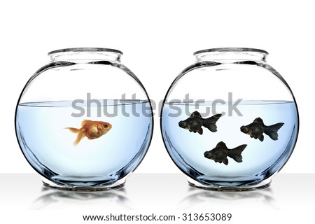 Goldfishes\
different perspective view