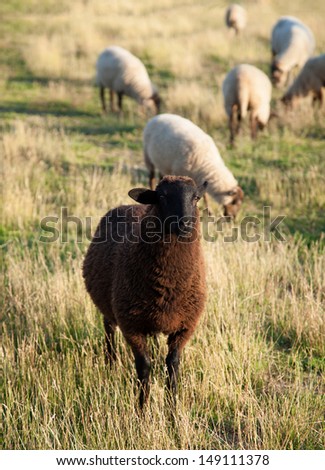 Black sheep with white sheeps