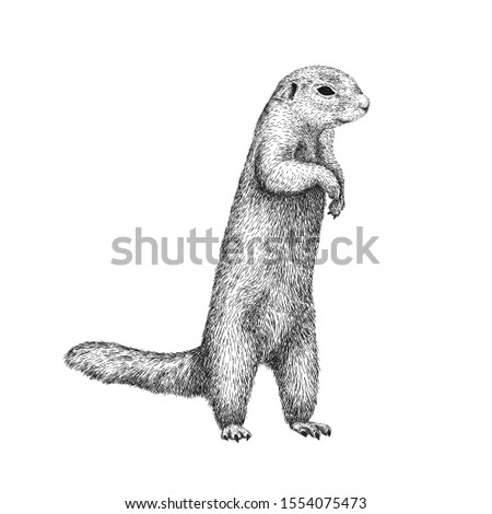 African ground squirrel drawing in sketch style. Hand drawn illustration of beautiful black and white animal. Line art drawing in vintage style. Realistic image of a stand up squirrel.