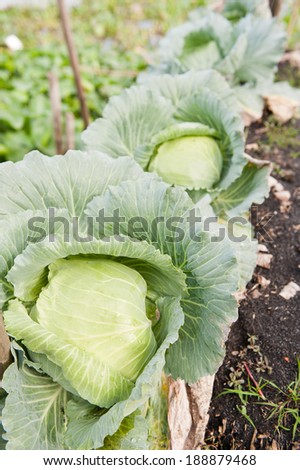 Cabbage crop in organic vegetable garden.