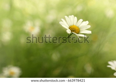 Similar – Image, Stock Photo summer memory marguerites