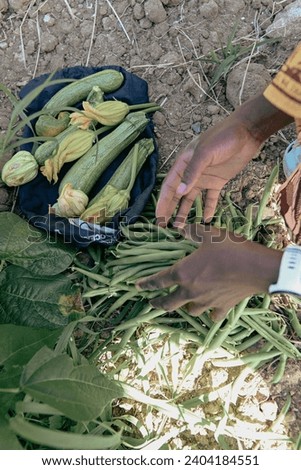 Similar – Image, Stock Photo Hand picking young zucchini fruit with blossom