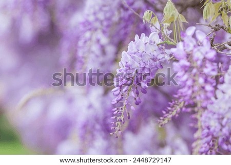 Similar – Image, Stock Photo Lila. Branch with flower buds, apple branch, cherry branch