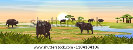 A herd of African black buffalo at the watering near the river. Realistic vector landscape. Nature and animals of Africa. Reserves and national parks.