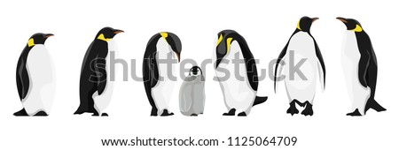 A set of realistic imperial penguins in different poses. Adult birds and chicks. Vector illustration, isolated on white background.