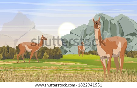 A herd of guanaco lamas in a mountainous area with rocks, grass and bushes. Lama guanicoe. Wild animals of South America. Realistic vector landscape