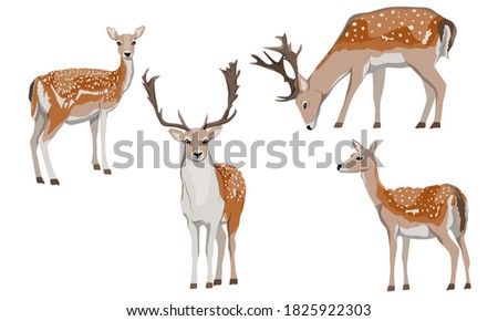 Set of male and female European fallow deer. Deer Dama dama. Wild animals of Europe, America and Scandinavia. Vector illustration