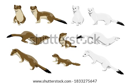 Males, females and calves of ermines are winter white and summer brown. Wild animals of the arctic. Mustela erminea. Vector illustration