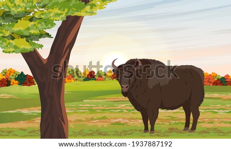 European bison Bison bonasus on a field near an autumn deciduous forest. Autumn in nature The wisent or the zubr. Realistic vector wild animals of Europe.