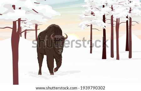 European bison Bison bonasus in winter pine forest. Coniferous taiga. European wood bison. The wisent or the zubr. Realistic vector landscape with wild animals of Europe.