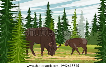 Female and calf of European bison Bison bonasus at the edge of a spruce forest. European wood bison in the habitat. The wisent or the zubr. Realistic vector wild animals of Europe.