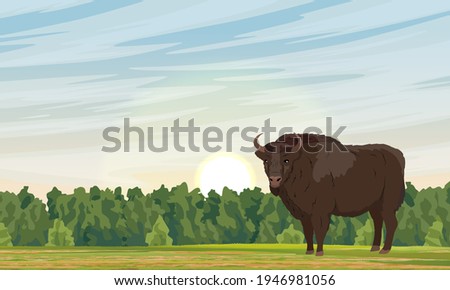 A lone wild European bison Bison stands on a meadow at sunset. European wood bison. The wisent or the zubr. Realistic vector wild animals of Europe.