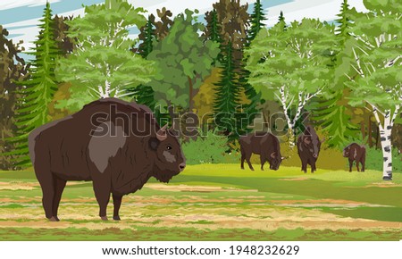 Herd of European bison Bison bonasus stands in a clearing near a dense deciduous forest. European wood bison. The wisent or the zubr. Realistic vector summer landscape.