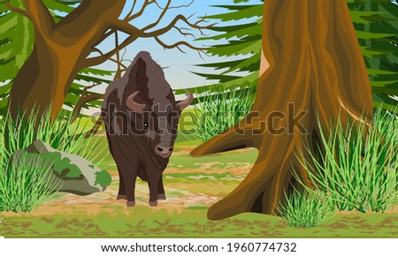 European bison Bison bonasus stands at the edge of an old grove with large trees, firs, rocks and green grass. European wood bison. The wisent or the zubr. Realistic vector summer landscape.