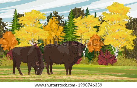 Pair of European bison Bison bonasus stand in front of an autumn vibrant mixed forest. European wood bison. The wisent or the zubr. Realistic vector autumn landscape