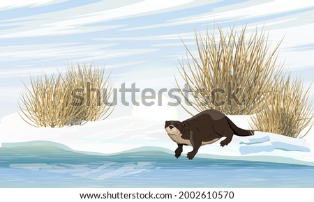 The river otter stands on the banks of the river in winter. Eurasian otter Lutra lutra, The Eurasian river otter. Wild semiaquatic mammal of Eurasia. Realistic vector animal