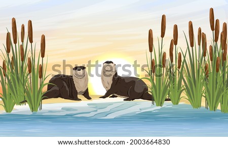 Two river otters sit on the banks of a river or lake in thickets of reeds. Eurasian otter Lutra lutra, The Eurasian river otter. Wild semiaquatic mammal of Eurasia. Realistic vector animal