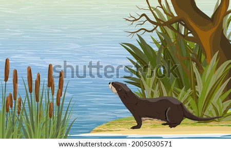 A river otter stands on the bank of the river near the thickets of coastal plants and looks at the water. Eurasian otter Lutra lutra, The Eurasian river otter. Realistic vector landscape