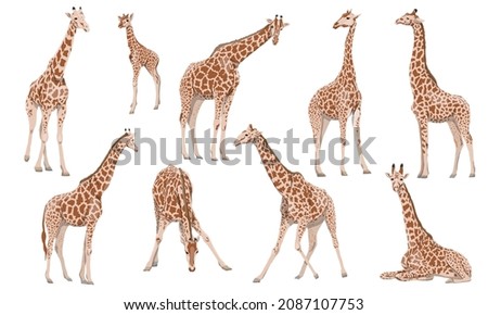 A set of males, females and cubs of Giraffa camelopardalis giraffes in different poses. Wild animals of Africa. Realistic vector animal