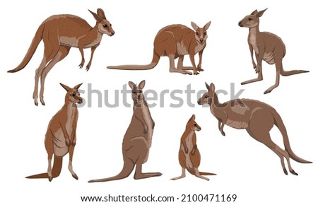 Set of Australian big red kangaroo. Osphranter rufus females, males and baby kangaroos in different poses. Realistic vector animal