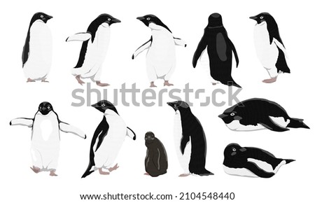Adélie penguins set. Males, females and chicks of Adélie penguins. Birds of the South Pole. Realistic animals