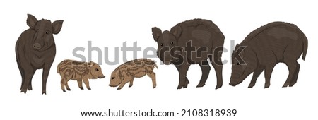 Wild boar Sus scrofa set. Males, females and piglets of a common wild pig. Realistic vector forest animals