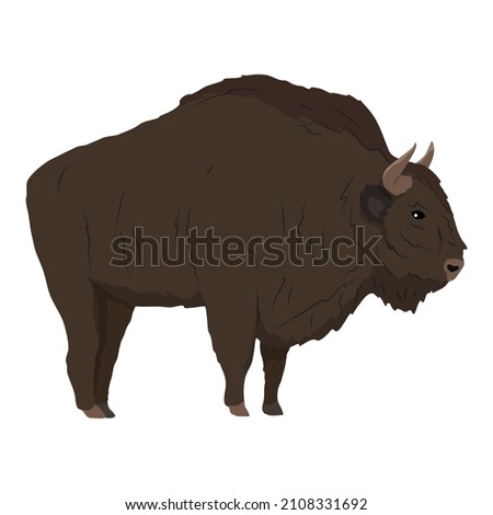 A large male European bison Bison bonasus stands sideways. The wisent or the zubr. Realistic vector wild animals of Europe. Bialowieza Forest.