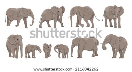 African bush elephant  Loxodonta africana set. Females, males and cubs of the African savanna elephant in different poses. Wild animals of Africa. Realistic wild vector mammals 商業照片 © 