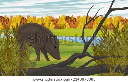 Wild boar walks through the autumn meadow on the banks of the river. Forest on the horizon. Realistic vector landscape	