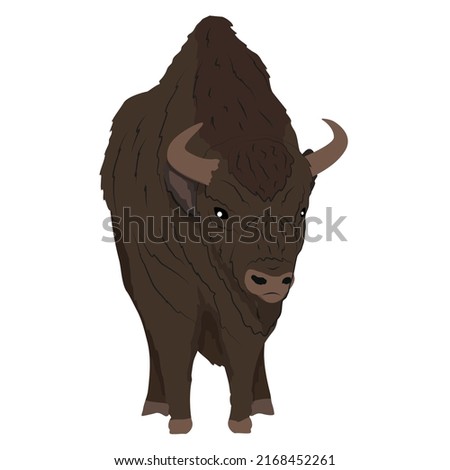 Bison with big horns. The wisent or the zubr. Realistic vector wild animals of Europe. Bialowieza Forest.