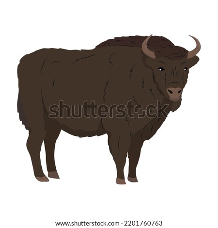 A large European bison. The wisent or the zubr. Realistic vector wild animals of Europe. Bialowieza Forest.