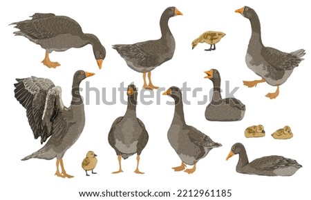 Greylag goose set. The gray domestic goose stands, looks for food, takes off and swims. Geese and goslings. Farm Birds, Realistic Vector Animal