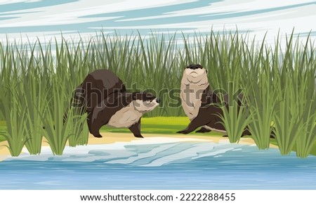 Two river otters are sitting on the bank of a pond with tall green grass. Wild semiquatic mammal of Eurasia. realistic vector animal