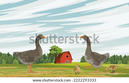 Two gray geese and goslings are grazing in a field in front of a large amabrom. farm birds. Agricultural vector realistic landscape