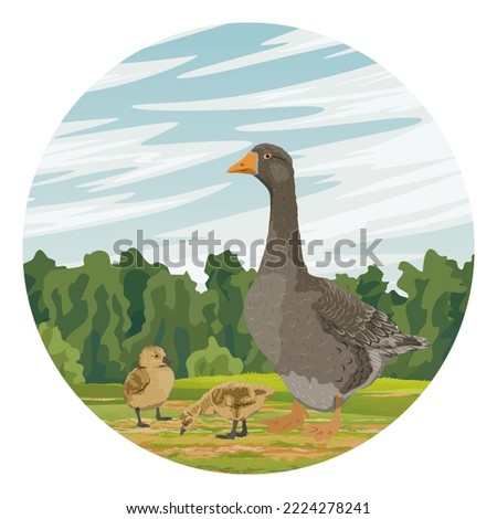 Round composition. Gray goose and two goslings in the field. farm birds. Agricultural vector realistic landscape