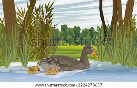 A Greylag goose teaches goslings to swim in a lake near the shore. Summer outside the city. domestic and farm birds. Realistic vector landscape