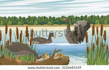 A flock of gray geese on the lake. Geese and goslings swim and walk along the shore. Summer outside the city. Domestic and farm birds. Realistic vector landscape