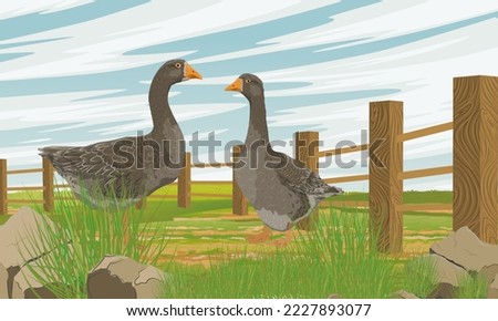 A pair of gray geese and goslings stand behind a fence in the backyard. Farm Birds. Agricultural vector realistic landscape