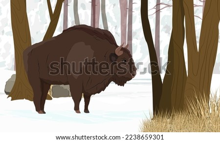 European bison Bison bonasus walks through the winter forest. European wood bison. The wisent or the zubr. Realistic vector landscape with wild animals of Europe.