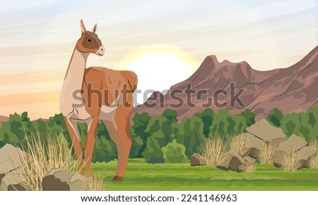 Lama guanaco stands in valley nearmountains. Lama guanicoe. Wild animals of South America. Realistic vector landscape