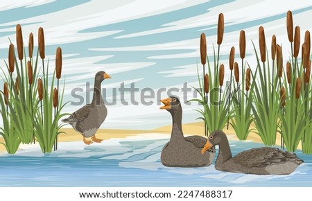A flock of gray geese swims in the lake. Summer outside the city. domestic and farm birds. Realistic vector landscape
