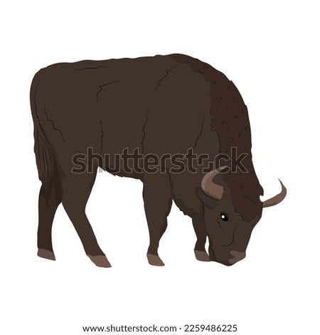 European bison. The wisent or the zubr. Realistic vector wild animals of Europe. Bialowieza Forest.