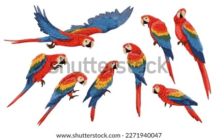 Set of Scarlet macaw parrots. Macaws sit and walk on the branches, fly and clean their feathers. Realistic Vector South American and Caribbean Jungle Birds