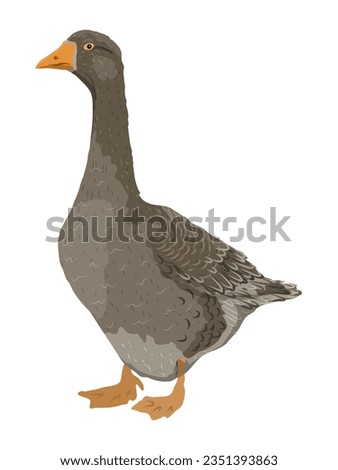 The gray domestic goose stands. Farm Birds, Realistic Vector Animal